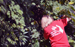 woman trimming trees volunteer