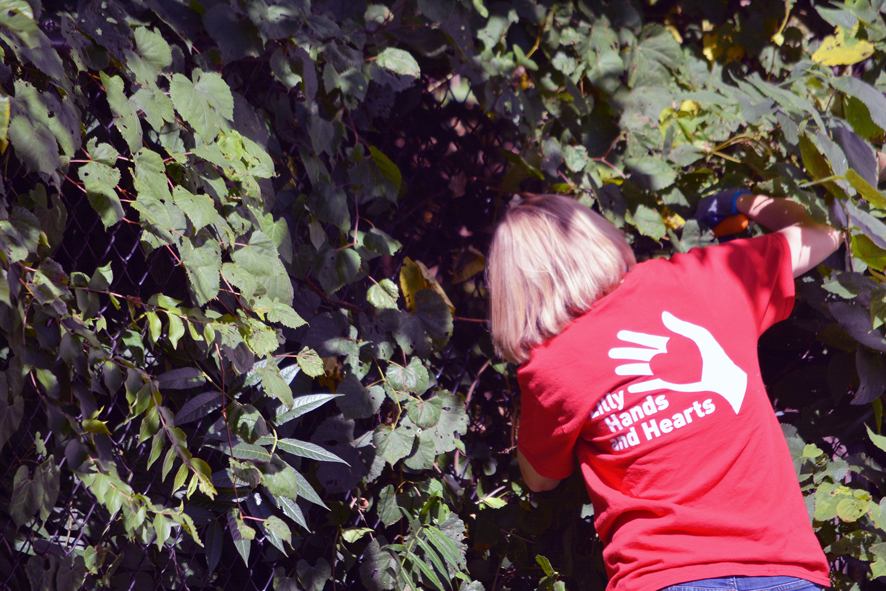 woman trimming trees volunteer