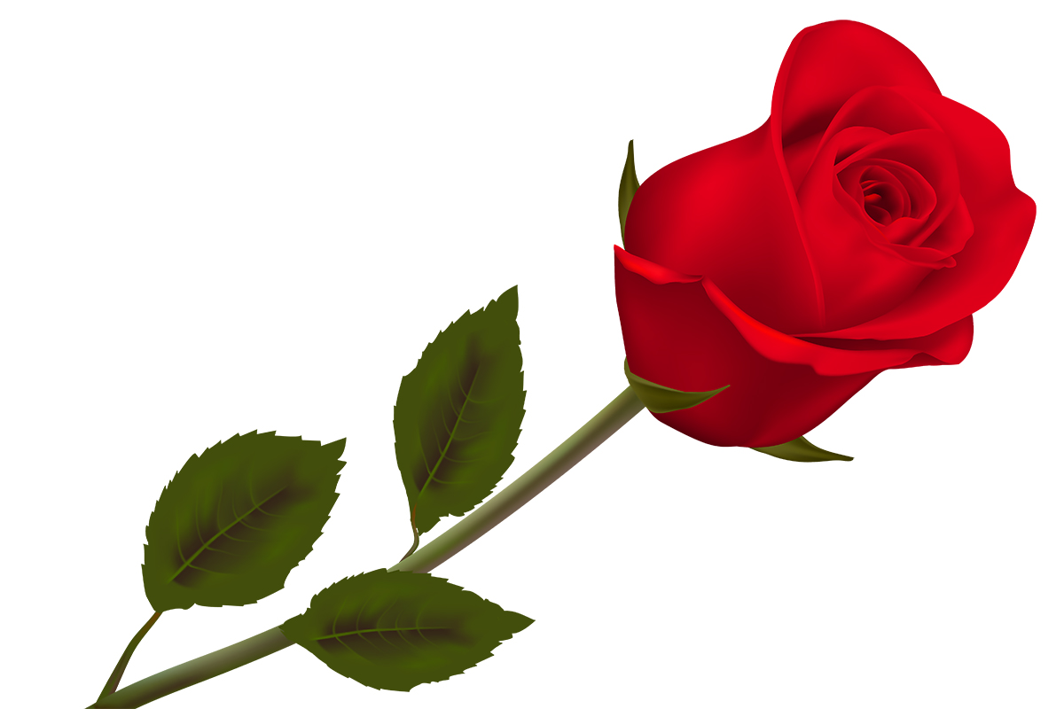 image of a single rose