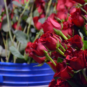 bucket of roses